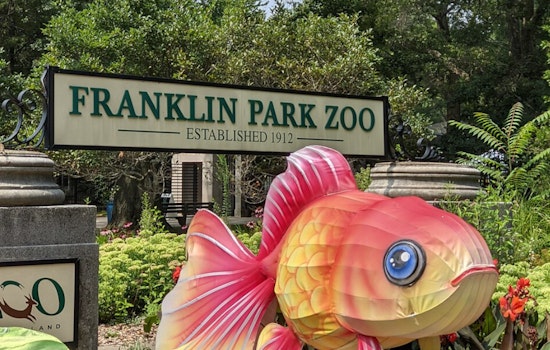 Tuxedo Takeover At Franklin Park Zoo As African Penguins Hit Jamaica Plain