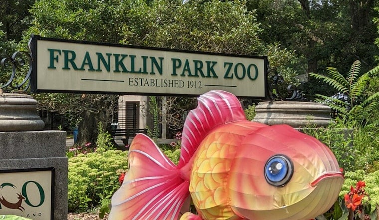 Tuxedo Takeover At Franklin Park Zoo As African Penguins Hit Jamaica Plain