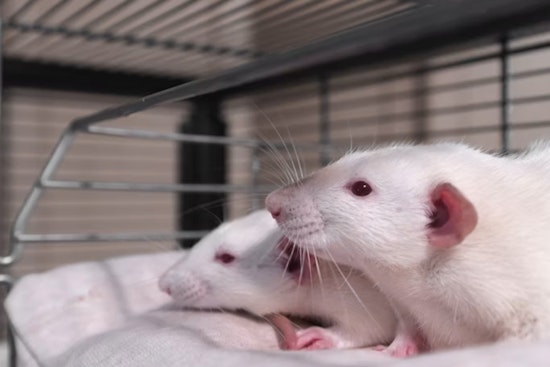 UCSD Brain Hack Helps Mice Hold On to Memories