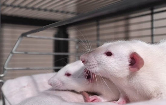 UCSD Brain Hack Helps Mice Hold On to Memories