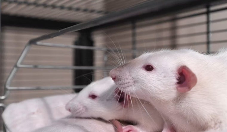 UCSD Brain Hack Helps Mice Hold On to Memories