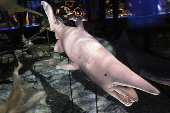 UH Mānoa Crew Snags Ultra-Rare Goblin Shark Footage Off Jarvis Island And Beyond