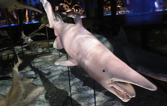 UH Mānoa Crew Snags Ultra-Rare Goblin Shark Footage Off Jarvis Island And Beyond