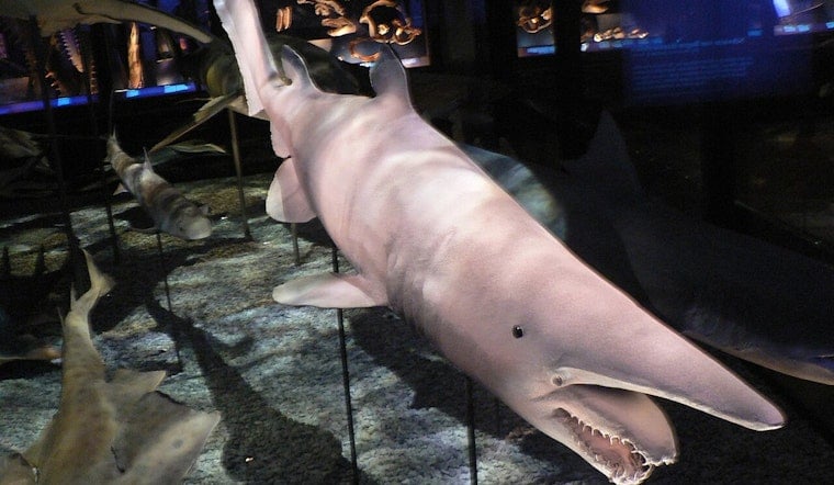 UH Mānoa Crew Snags Ultra-Rare Goblin Shark Footage Off Jarvis Island And Beyond