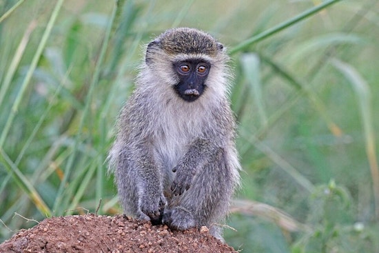 Vervet Monkey on the Run Sparks Neighborhood Hunt Near Fort Lauderdale Airport