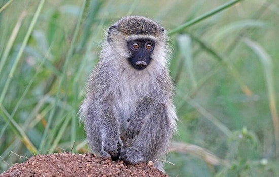 Vervet Monkey on the Run Sparks Neighborhood Hunt Near Fort Lauderdale Airport