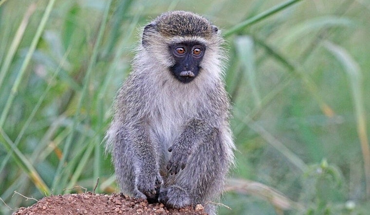 Vervet Monkey on the Run Sparks Neighborhood Hunt Near Fort Lauderdale Airport