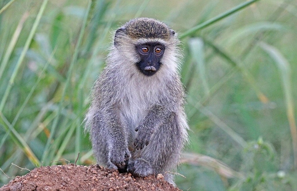 Vervet Monkey on the Run Sparks Neighborhood Hunt Near Fort Lauderdale Airport