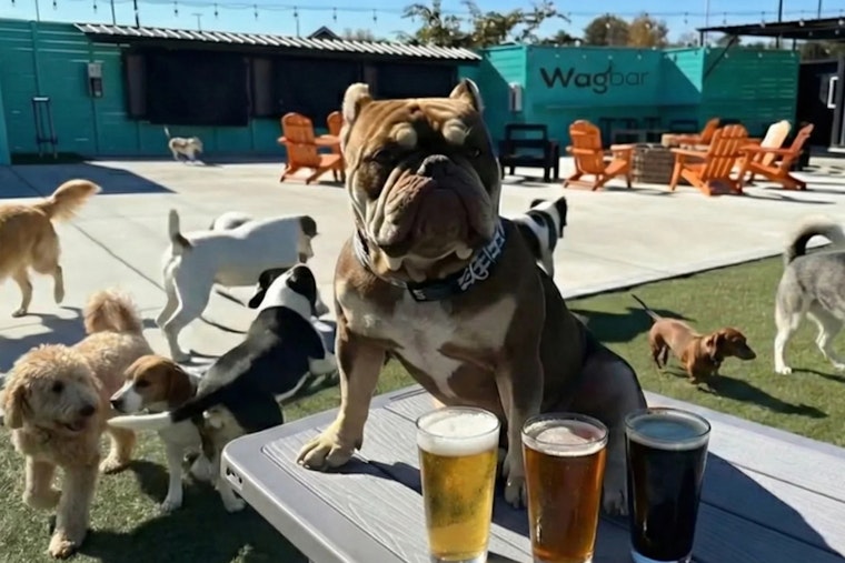 Wagbar Opens Dog Park Bar In Knoxville