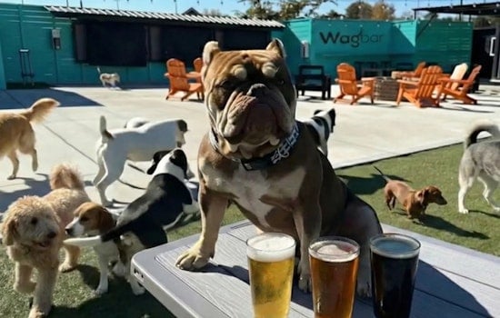 Wagbar Opens Dog Park Bar In Knoxville