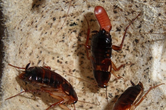 Water-Meter Roaches Invade Sacramento Suburbs, Turn Mulch Beds Into Bug Condos
