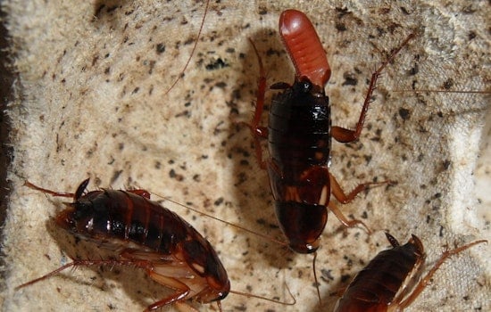 Water-Meter Roaches Invade Sacramento Suburbs, Turn Mulch Beds Into Bug Condos