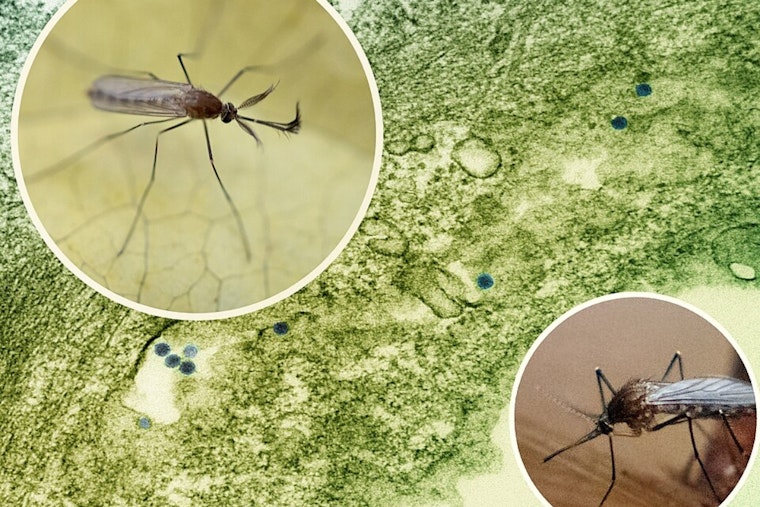 West Nile Jitters As Worthington Faces Dawn Mosquito Fog Blitz
