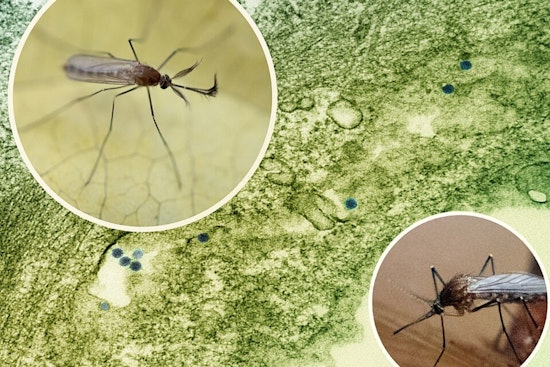 West Nile Jitters As Worthington Faces Dawn Mosquito Fog Blitz