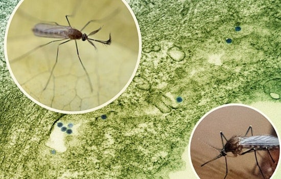 West Nile Jitters As Worthington Faces Dawn Mosquito Fog Blitz
