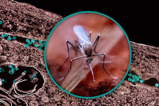 West Nile Mosquito Alert Sparks Overnight Spraying Near North Cooper Street