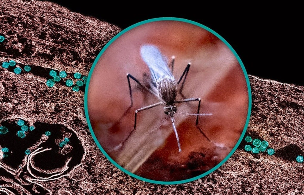 West Nile Mosquito Alert Sparks Overnight Spraying Near North Cooper Street