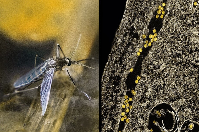 West Nile Mosquitoes Spark Late-Night Spray Blitz In Mesquite’s 75181