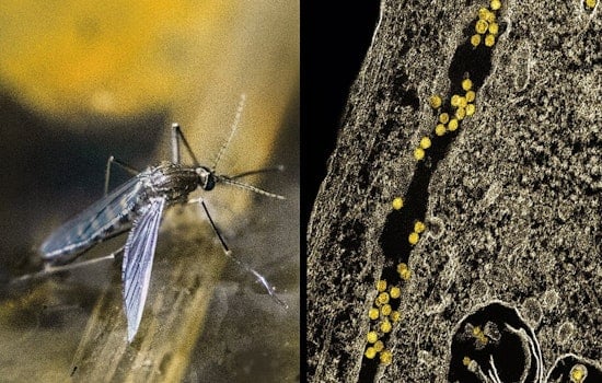 West Nile Mosquitoes Spark Late-Night Spray Blitz In Mesquite’s 75181