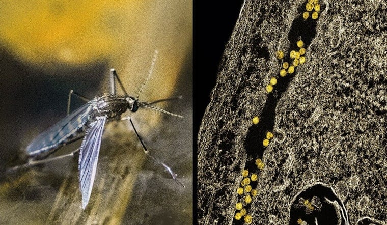West Nile Mosquitoes Spark Late-Night Spray Blitz In Mesquite’s 75181