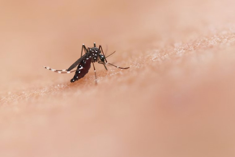 West Nile Scare Sends Frisco Mosquito Trucks Rolling After Dark