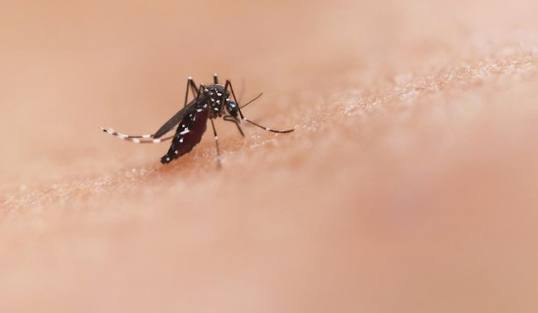 West Nile Scare Spurs Late-Night Mosquito Blitz In Mesquite