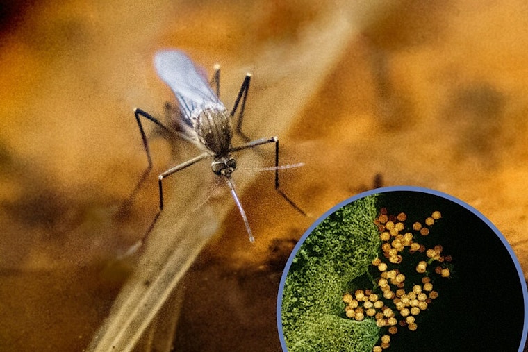West Nile Scare Spurs Overnight Mosquito Blitz In Three Dallas Neighborhoods