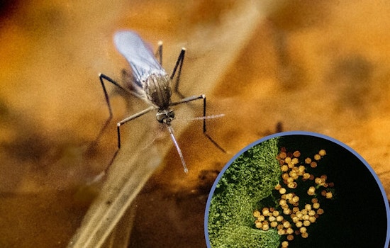 West Nile Scare Spurs Overnight Mosquito Blitz In Three Dallas Neighborhoods