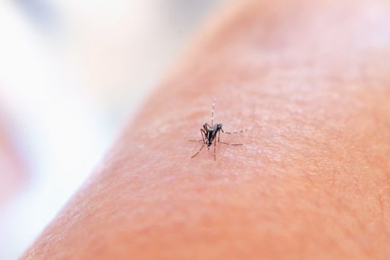 West Nile Swarm Hits Mesquite’s 75149, Nighttime Spray Trucks Rolling Out