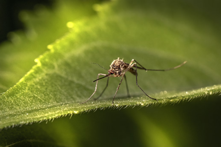 West Nile Virus Hits Twin Cities Mosquito Traps, Health Officials On Alert