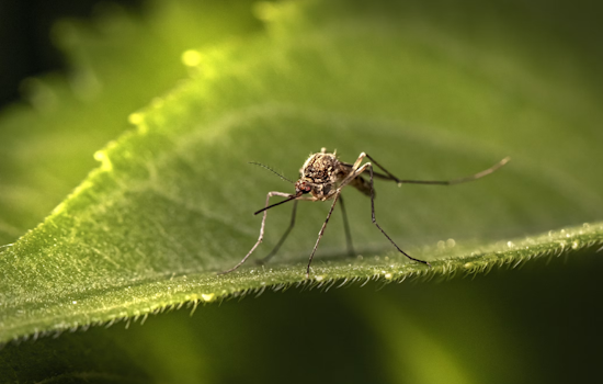West Nile Virus Hits Twin Cities Mosquito Traps, Health Officials On Alert