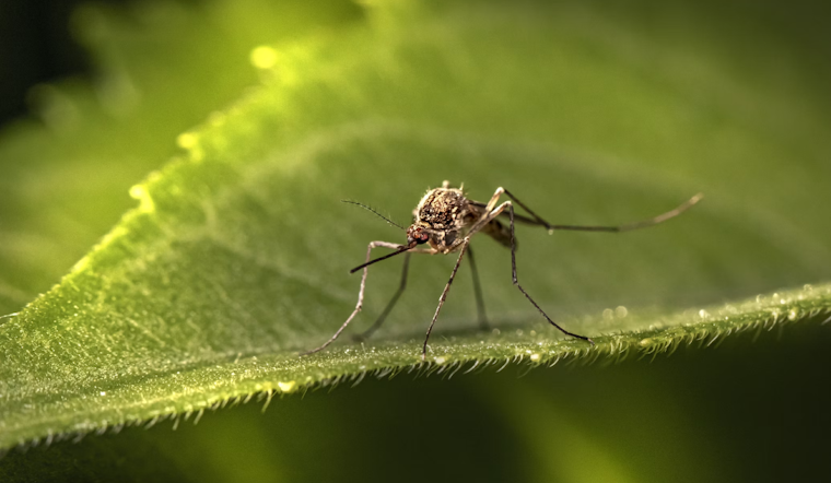 West Nile Virus Hits Twin Cities Mosquito Traps, Health Officials On Alert