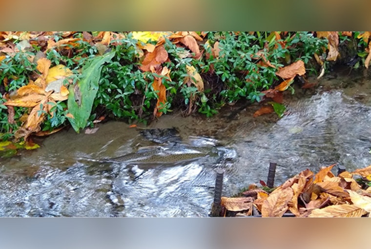 West Seattle Street Faces Two-Year Shutdown For Fauntleroy Creek Fix