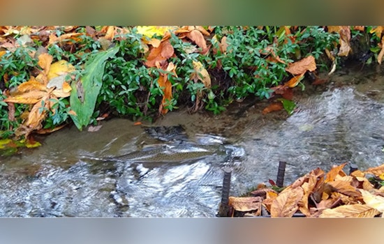 West Seattle Street Faces Two-Year Shutdown For Fauntleroy Creek Fix