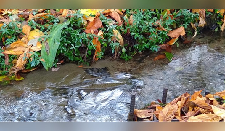 West Seattle Street Faces Two-Year Shutdown For Fauntleroy Creek Fix
