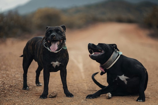 Westside Grandfather Mauled by Pit Bulls Fights to Walk Again as Judge Lets Dogs Stay
