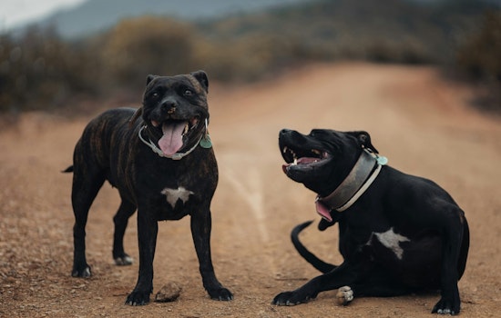 Westside Grandfather Mauled by Pit Bulls Fights to Walk Again as Judge Lets Dogs Stay