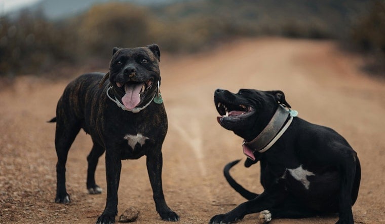 Westside Grandfather Mauled by Pit Bulls Fights to Walk Again as Judge Lets Dogs Stay