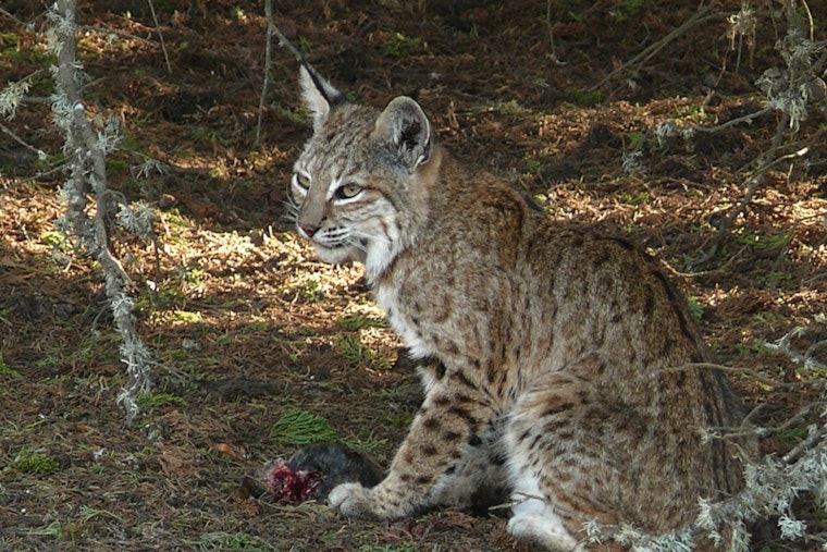 Wild Bobcat Stalks Crystal Lake Block In Haverhill