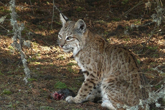 Wild Bobcat Stalks Crystal Lake Block In Haverhill