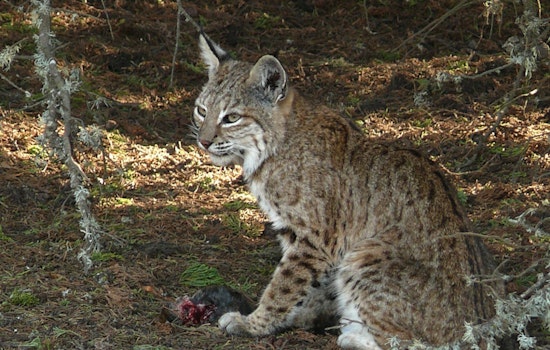 Wild Bobcat Stalks Crystal Lake Block In Haverhill