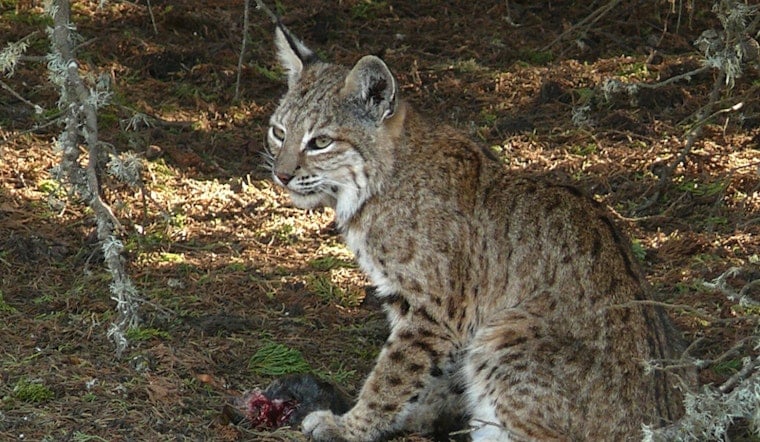Wild Bobcat Stalks Crystal Lake Block In Haverhill