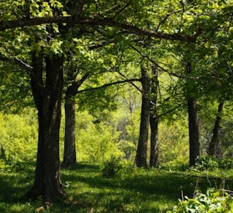 Wilmington Drops $11 Million To Stop 63-Acre Woods From Going Private