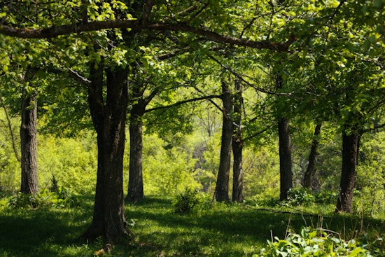 Wilmington Drops $11 Million To Stop 63-Acre Woods From Going Private