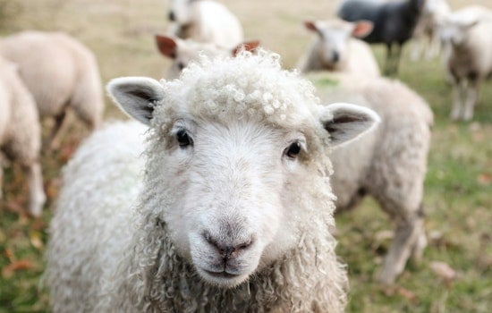 Woolly Standoff on Durham Block as Animal Control Corrals Backyard Flock