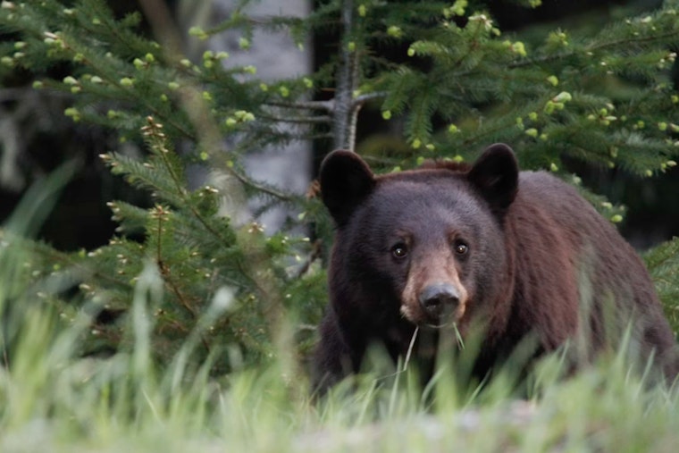 Young Bear Roams Union Neighborhood as Cops Urge Locals to Back Off