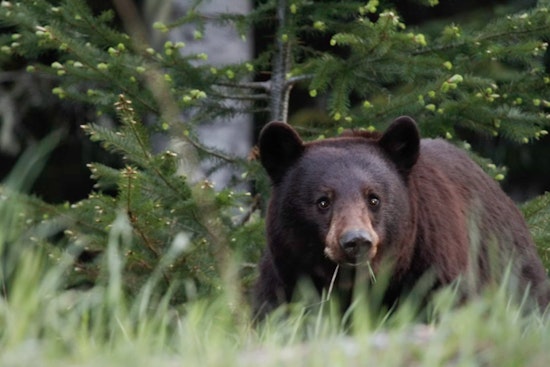 Young Bear Roams Union Neighborhood as Cops Urge Locals to Back Off