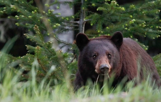 Young Bear Roams Union Neighborhood as Cops Urge Locals to Back Off