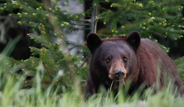 Young Bear Roams Union Neighborhood as Cops Urge Locals to Back Off