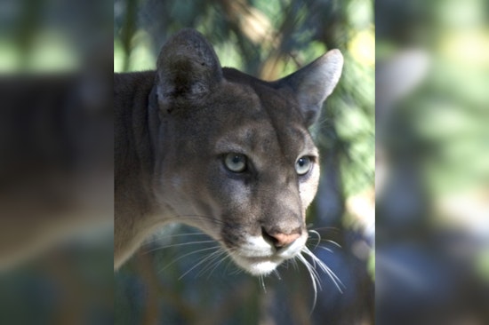 Young Florida Panther Cut Down On Collier County Highway